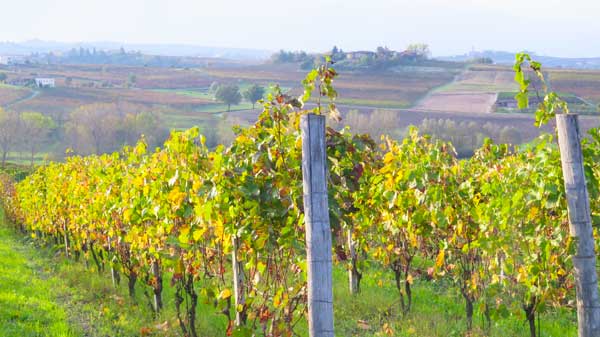 Le vigne di Barbera ad Agliano terme (At)